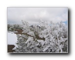 2005-06-18 Relay Peak (11) Snow the previous night cause icy formation on bushes